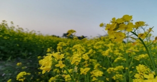 হলুদ চাদরে মোড়া, মিষ্টি গন্ধে ভরা ‘নলাম’ গ্রাম