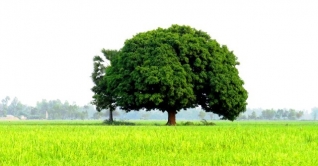 অনুমতি ছাড়া বাগান বা গাছ কাটা যাবে না