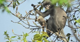 মিয়ানমারের জঙ্গলে নতুন প্রজাতির বানর পাওয়া গেছে