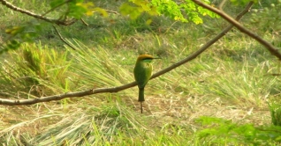 ঘাস রঙের বাঁশপাতি : আইরীন নিয়াজী মান্না