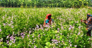 পাবনায় শিমের ভালো ফলনে কৃষকের ঘুরে দাঁড়ানোর চেষ্টা