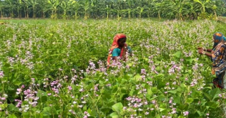 পাবনায় শিমের ভালো ফলনে কৃষকের ঘুরে দাঁড়ানোর চেষ্টা