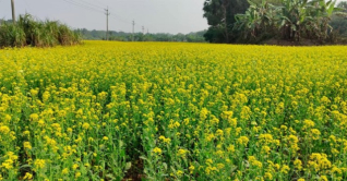 রঙিন স্বপ্ন দেখছেন রাজবাড়ীর কৃষকরা