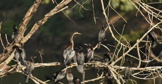 পাখির কূজনে মুখরিত উত্তরা গণভবন