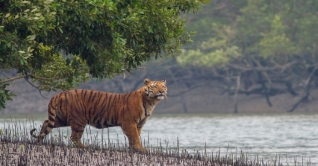 কাল সুন্দরবন পরিদর্শন করবে জাতিসংঘের পরিবেশবিদরা