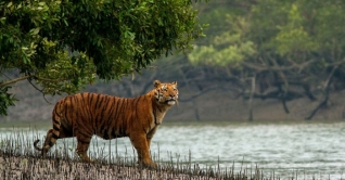 সুন্দরবনে বাঘ বেড়েছে ৮টি