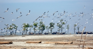 অতিথি পাখির কল-কাকলিতে মুখরিত বরগুনা 