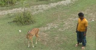 মনপুরায় মানুষের বন্ধু এক মায়াবী হরিণ