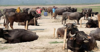 ভোলার চরাঞ্চলে মহিষ পালন প্রধান জীবিকা