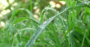 দিনাজপুরে গ্রীষ্মে শিশির-কুয়াশা!