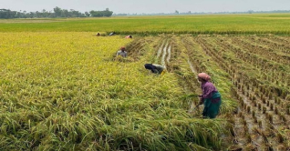 জয়পুরহাটে বোরো ধান ঘরে তোলা নিয়ে ব্যস্ত কৃষকরা