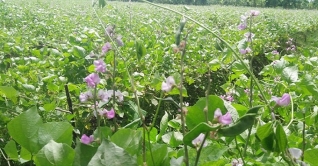 কুমিল্লায় গড়ে উঠেছে বিষমুক্ত সবজি গ্রাম