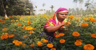 কুড়িগ্রামে বাণিজ্যিকভাবে ফুল চাষ