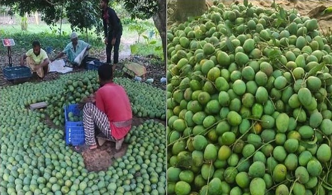 চলতি মৌসুমে ইউরোপে যাচ্ছে সাতক্ষীরার আম