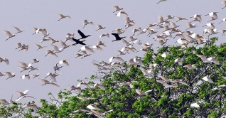 নড়াইল: অতিথি পাখির কলতানে মুখর অরুনিমা রিসোর্ট