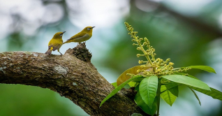 আমাদের ছোট্ট শ্বেতাক্ষী: আইরীন নিয়াজী মান্না