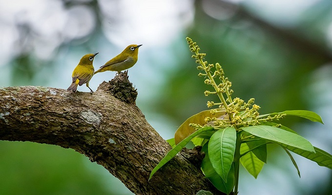 আমাদের ছোট্ট শ্বেতাক্ষী