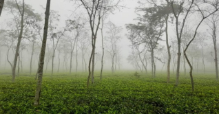 দেশের সর্বনিম্ন তাপমাত্রা শ্রীমঙ্গলে 