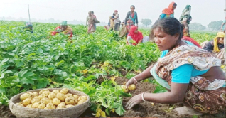 দিনাজপুরে আগাম জাতের আলু চাষ শুরু