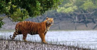 সুন্দরবনে বাঘের সংখ্যা বেড়েছে, তবে কমেনি হুমকি