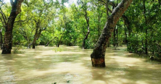 সাগরে নিম্নচাপ, জোয়ারে প্লাবিত হচ্ছে সুন্দরবন