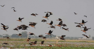 অতিথি পাখিদের কলকাকলিতে মুখরিত ভোলা