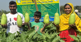 এক কেজি ওজনের ‘লাউ বেগুন’ চাষে সফল নওগাঁর দম্পতি