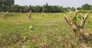 ১০ বিঘা জমির ফুল গাছ কেটে সাবাড়, থানায় মামলা