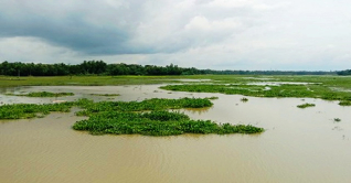 ভরাট হচ্ছে মধুপুরের খাল-বিল, হারাচ্ছে দেশি মাছ