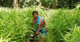 বামনহাট গ্রামে বাড়ছে বস্তা পদ্ধতিতে আদা চাষ