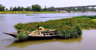 অসময়ের বন্যায় ডুবেছে ৭০০ বিঘা জমির বোরো ধান