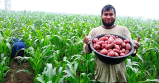 আলু-ভুট্টার বাম্পার ফলনে বাড়তি আয় কৃষকের