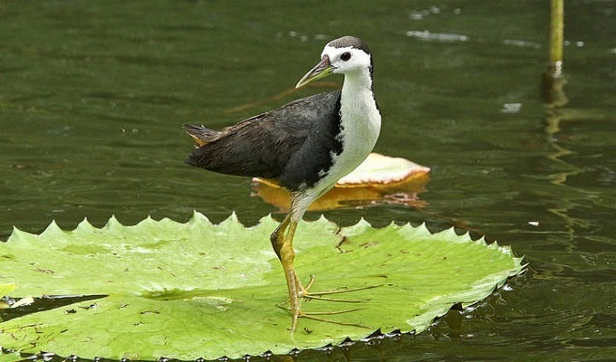 বিপন্ন হচ্ছে জলের পাখি ডাহুক