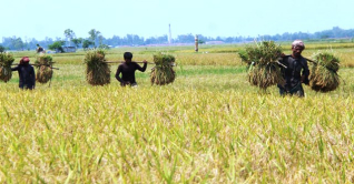 রংপুর খাদ্য গুদামের ধান সংগ্রহে লক্ষ্যমাত্রা পূরণে হোঁচট