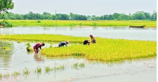 কুড়িগ্রামে বন্যায় তলিয়ে গেছে ১০ হাজার হেক্টর জমির ফসল