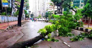 রাজধানীর দুই শতাধিক স্থানে ভেঙে পড়েছে গাছ, যান চলাচল বিঘ্নিত