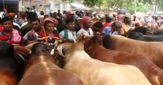 মেহেরপুরের কোরবানির হাটে পশু বেশি, ক্রেতা কম