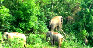 হাতির অভয়ারণ্য গড়ে তোলা হচ্ছে শেরপুরে 