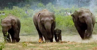 বাবা, মা-সহ তিন বছরের শিশুকে পিষে দিলো হাতির দল