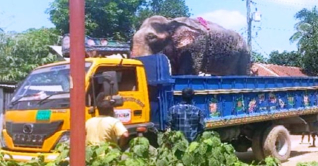 নির্যাতনের শিকার সেই হাতি উদ্ধার, মালিকের বিরুদ্ধে ব্যবস্থা