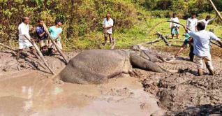 ২২ ঘণ্টা পর কাদায় আটকে পড়া হাতি উদ্ধার  