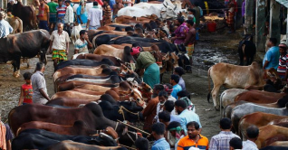 রাজধানীর হাটগুলোতে পশু আছে, বিক্রি নেই