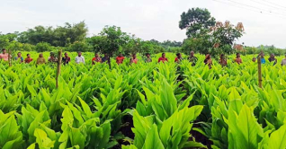 গাইবান্ধায় মাঠজুড়ে নজর কাড়ছে হলুদ ক্ষেতে