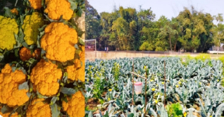 হলুদ রঙের ফুলকপিতে লাভের মুখ দেখছেন চাষিরা