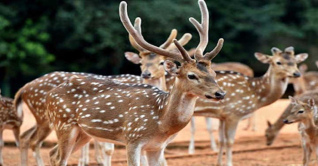 ঢাকা চিড়িয়াখানা থেকে বগুড়ায় নেওয়ার পথে ৪ হরিণের মৃত্যু