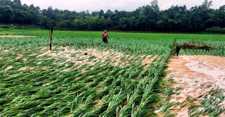 বরগুনায় ক্ষতিগ্রস্ত চাষীদের সরকারি সহায়তা প্রদান করা হবে