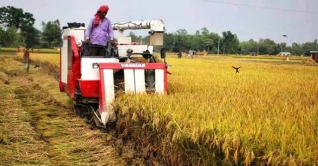 দিনাজপুরে আগাম জাতের আমন ধান কাটা মাড়াই শুরু