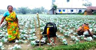 পঞ্চগড়ে শীতকালীন সবজি পরিচর্যায় ব্যস্ত চাষীরা