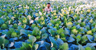 শীতকালীন সবজি চাষে ব্যস্ত কৃষকরা