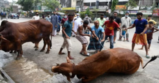 চলছে পশু কোরবানি